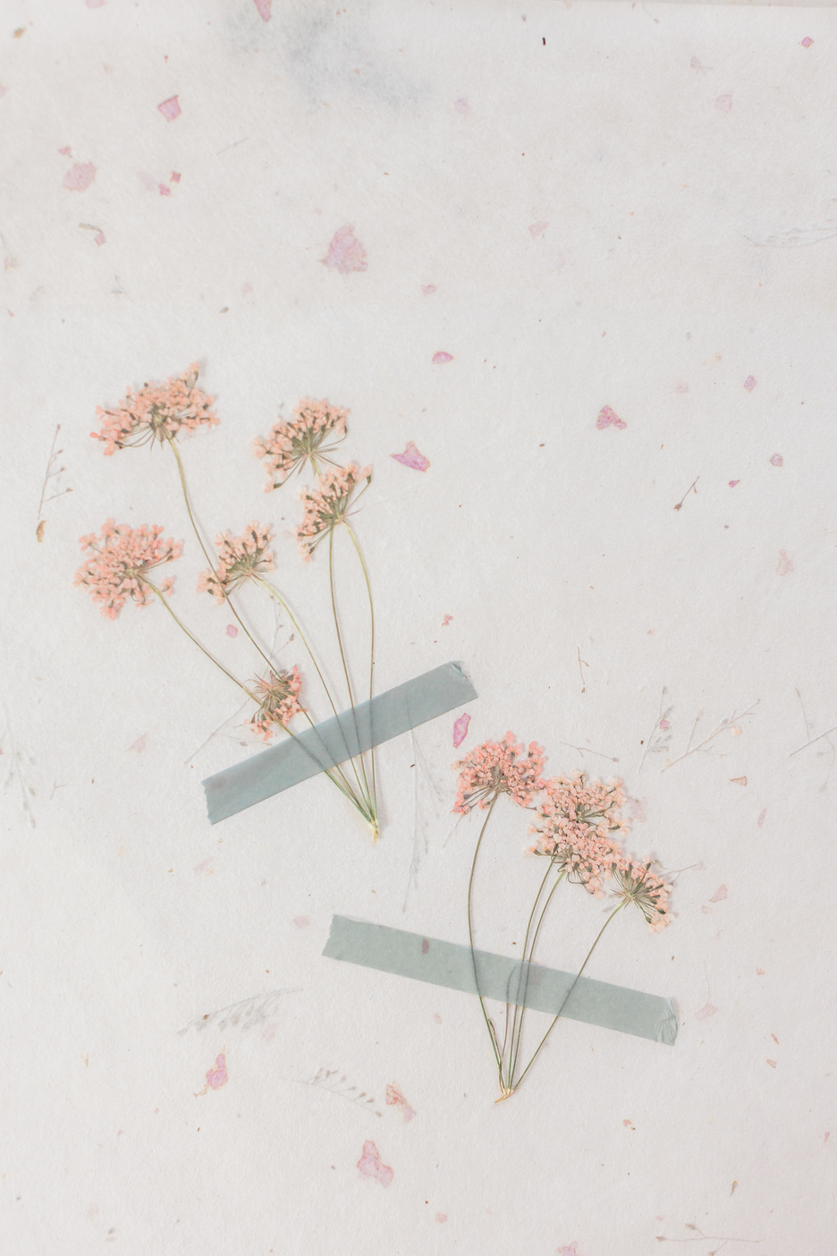 Pressed Flowers on White Background